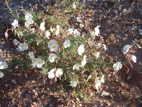 Pale Evening Primrose