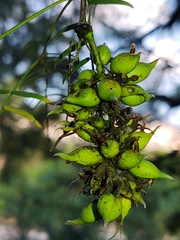 Asphondylia prosopidis