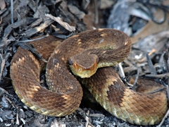 Bothrops jararaca