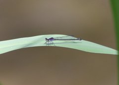 Enallagma cardenium