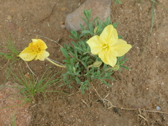 Oenothera lavandulifolia