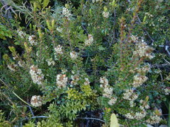 Epacris alpina