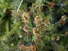 Epacris alpina