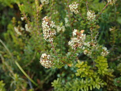 Epacris alpina