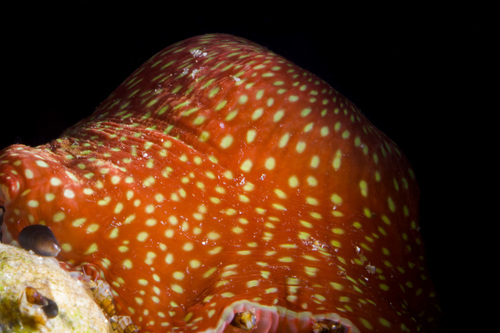 Strawberry Anemone, photo 4 of 10