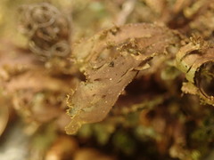 Sticta filix