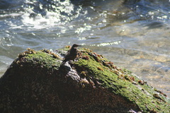 Cinclodes nigrofumosus