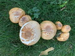 Agaricus augustus