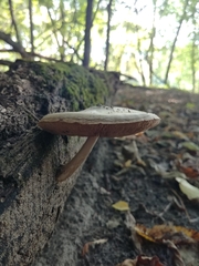 Pluteus