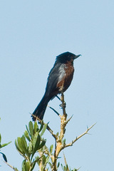 Diglossa brunneiventris