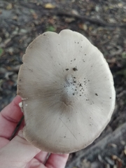 Pluteus