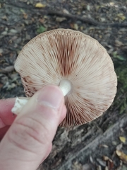 Pluteus