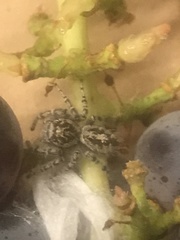 Phidippus asotus