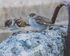 Passer domesticus