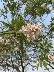 × chitalpa tashkentensis