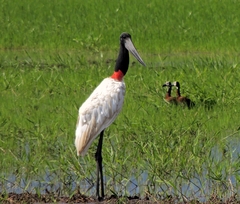 Jabiru mycteria