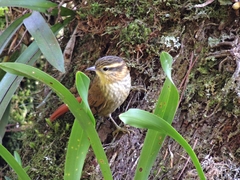 Sharp-Billed Treehunter photo 3