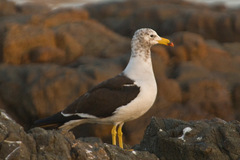 Larus belcheri