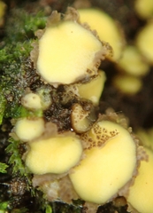 Podophacidium xanthomelum
