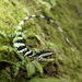Diploderma makii - Photo (c) 小工友,  זכויות יוצרים חלקיות (CC BY-NC-ND)