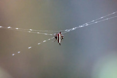 Gasteracantha fornicata