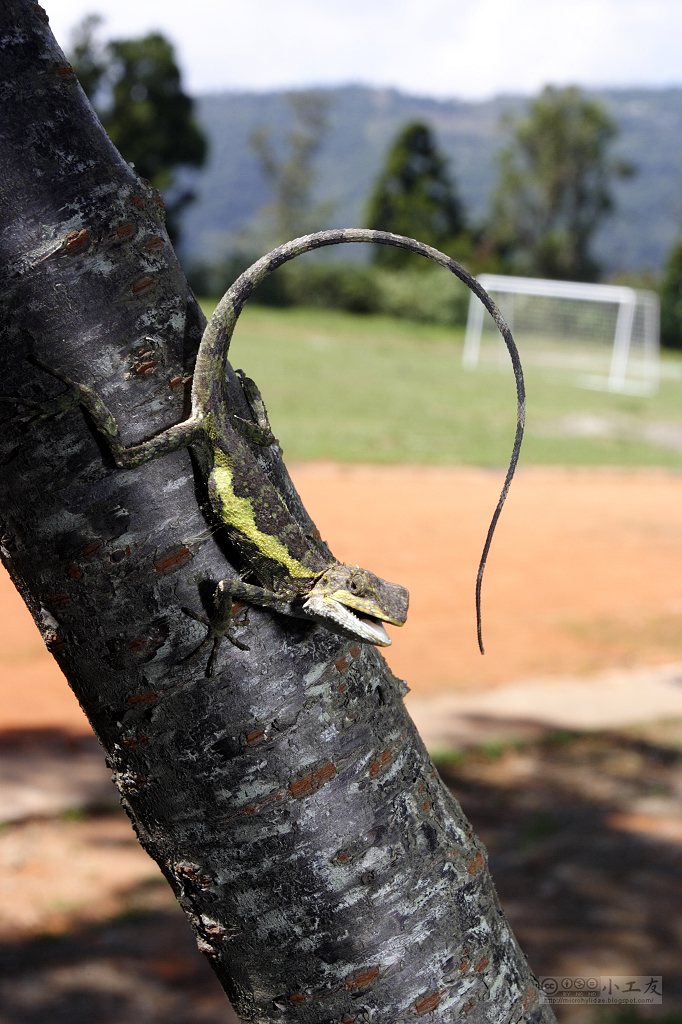 Short-legged Japalure (Diploderma brevipes)