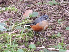 Microspingus lateralis