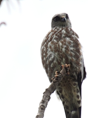 Plumbeous Kite photo 3