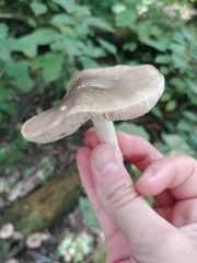 Pluteus