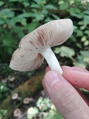 Pluteus