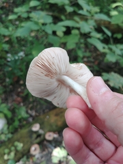 Pluteus