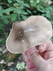 Pluteus
