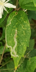 Phytomyza loewii