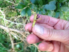 Fuchsia perscandens