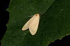 Pareuchaetes insulata