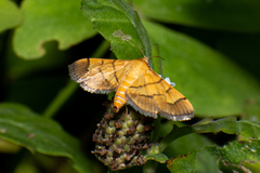 Orphanostigma haemorrhoidalis