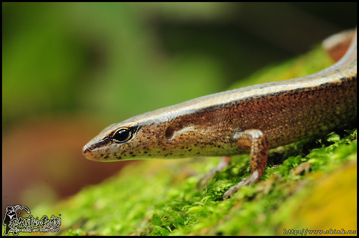 Van Denburgh's Ground Skink