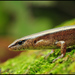 Van Denburgh's Ground Skink - Photo (c) Skink Chen, some rights reserved (CC BY-NC-ND)