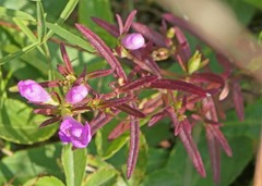 Agalinis neoscotica
