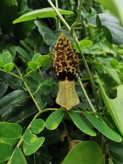 Aristolochia taliscana