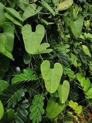 Aristolochia taliscana