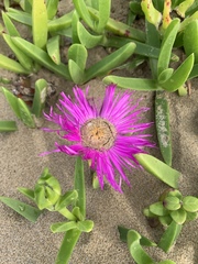 Carpobrotus dimidiatus