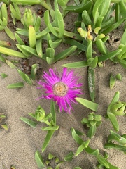 Carpobrotus dimidiatus