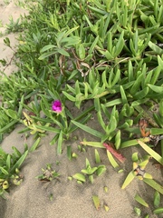 Carpobrotus dimidiatus