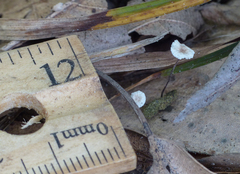 Entoloma sericellum