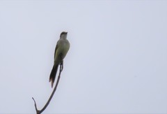 Tyrannus melancholicus × savana