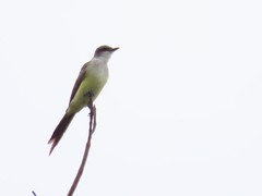 Tyrannus melancholicus × savana