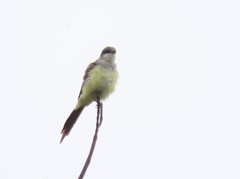 Tyrannus melancholicus × savana