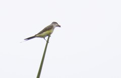 Tyrannus melancholicus × savana