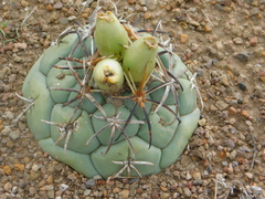 Coryphantha poselgeriana
